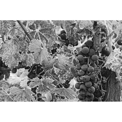 CA, Napa Valley Cabernet sauvignon grapes White Modern Wood Framed Art Print by Flaherty, Dennis