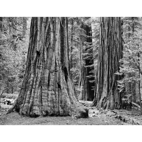 CA, Yosemite Sequoia trees in the Mariposa Grove Black Modern Wood Framed Art Print with Double Matting by Flaherty, Dennis