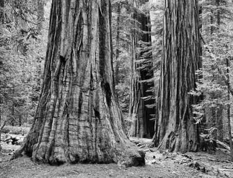 CA, Yosemite Sequoia trees in the Mariposa Grove Black Ornate Wood Framed Art Print with Double Matting by Flaherty, Dennis