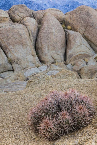 CA, Alabama Hills Barrel cactus and boulders Black Ornate Wood Framed Art Print with Double Matting by Paulson, Don