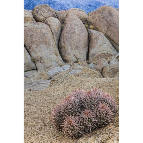 CA, Alabama Hills Barrel cactus and boulders Black Modern Wood Framed Art Print with Double Matting by Paulson, Don