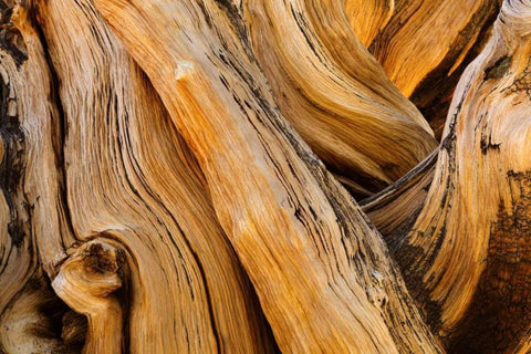 CA, White Mts Wilderness Bristlecone pine wood White Modern Wood Framed Art Print with Double Matting by Paulson, Don