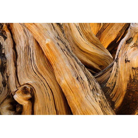 CA, White Mts Wilderness Bristlecone pine wood White Modern Wood Framed Art Print by Paulson, Don