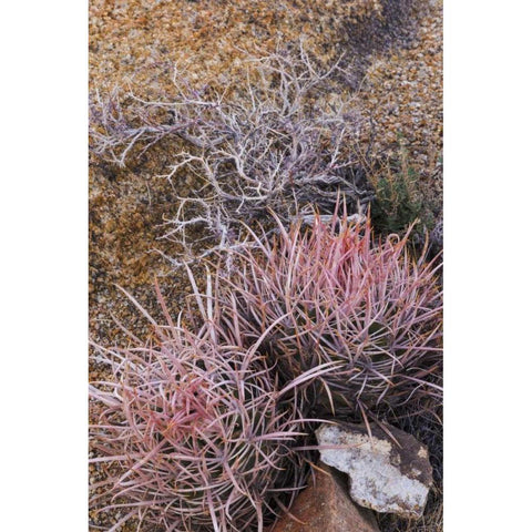 California, Alabama Hills Barrel cactus scenic Black Modern Wood Framed Art Print with Double Matting by Paulson, Don