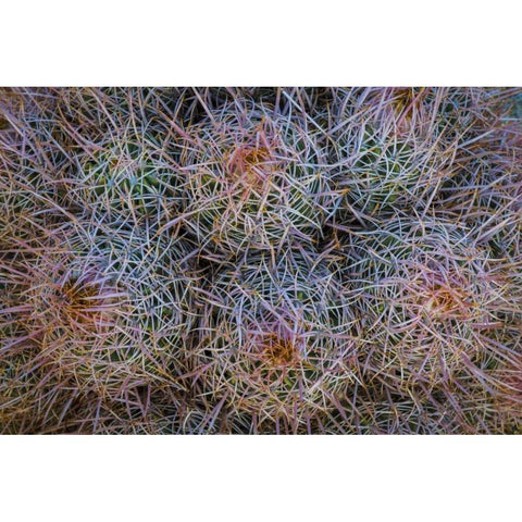 California, Alabama Hills Detail of barrel cacti Black Modern Wood Framed Art Print by Paulson, Don