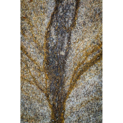 California, Alabama Hills Close-up of rock stain Gold Ornate Wood Framed Art Print with Double Matting by Paulson, Don