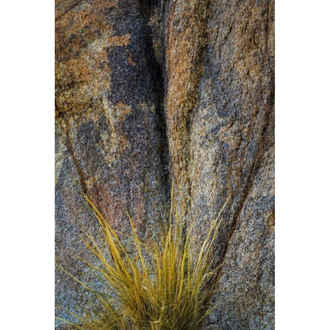 California, Alabama Hills Rock face and grass Black Modern Wood Framed Art Print by Paulson, Don