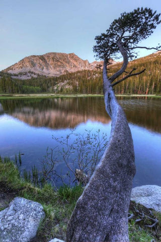 California, Sierra Nevada Grass Lake reflection Black Ornate Wood Framed Art Print with Double Matting by Flaherty, Dennis