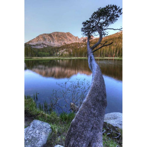 California, Sierra Nevada Grass Lake reflection White Modern Wood Framed Art Print by Flaherty, Dennis