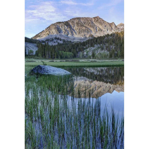 California, Sierra Nevada Grass Lake reflection Gold Ornate Wood Framed Art Print with Double Matting by Flaherty, Dennis