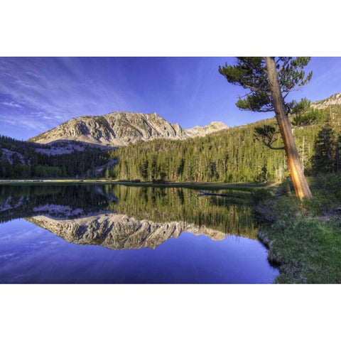 California, Sierra Nevada Grass Lake reflection Gold Ornate Wood Framed Art Print with Double Matting by Flaherty, Dennis