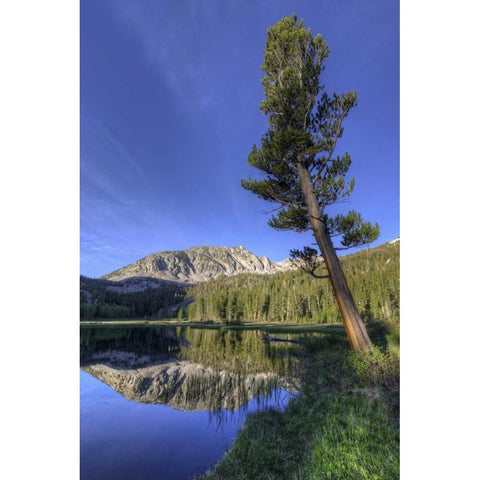 California, Sierra Nevada Grass Lake reflection Black Modern Wood Framed Art Print with Double Matting by Flaherty, Dennis