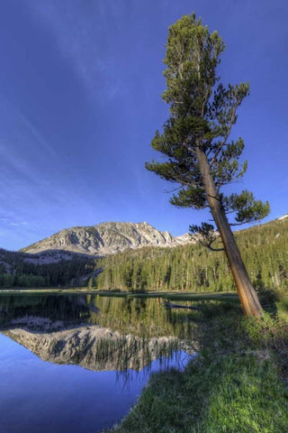 California, Sierra Nevada Grass Lake reflection Black Ornate Wood Framed Art Print with Double Matting by Flaherty, Dennis