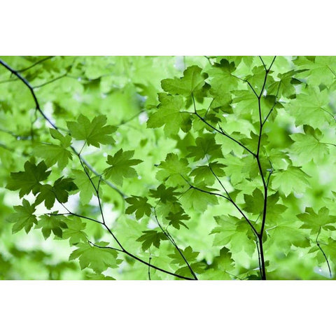 CA, Redwoods Spring canopy of vine maple leaves Black Modern Wood Framed Art Print with Double Matting by Carter, Jean