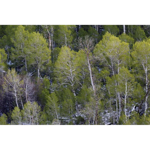 CA, Sierra Nevada Range Aspens in early spring Gold Ornate Wood Framed Art Print with Double Matting by Flaherty, Dennis