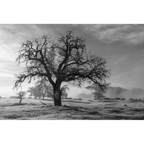 California-Los Padres National Forest Oak tree on foggy morning  Black Modern Wood Framed Art Print by Jaynes Gallery