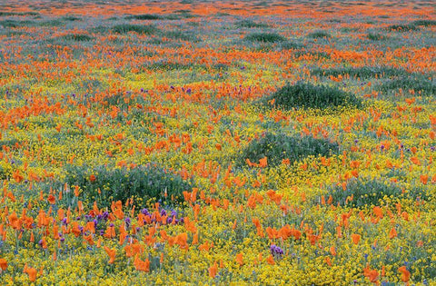California-Mojave Desert California poppy super bloom  White Modern Wood Framed Art Print with Double Matting by Jaynes Gallery