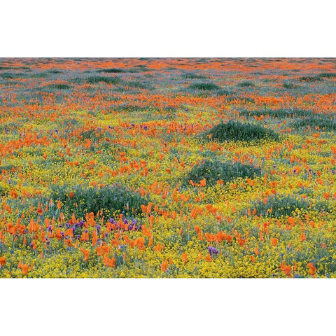 California-Mojave Desert California poppy super bloom  Gold Ornate Wood Framed Art Print with Double Matting by Jaynes Gallery