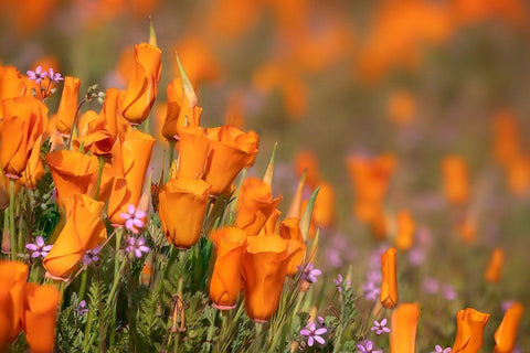 California-Mojave Desert California poppies  Black Ornate Wood Framed Art Print with Double Matting by Jaynes Gallery