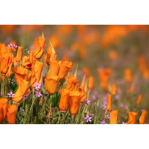 California-Mojave Desert California poppies  Black Modern Wood Framed Art Print by Jaynes Gallery