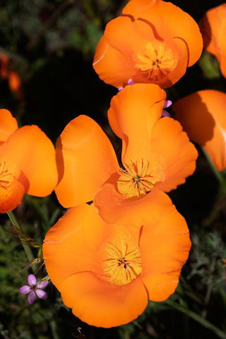 California-Mojave Desert California poppies  Black Ornate Wood Framed Art Print with Double Matting by Jaynes Gallery