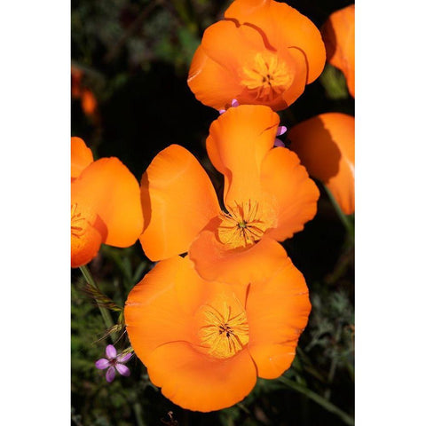 California-Mojave Desert California poppies  Gold Ornate Wood Framed Art Print with Double Matting by Jaynes Gallery