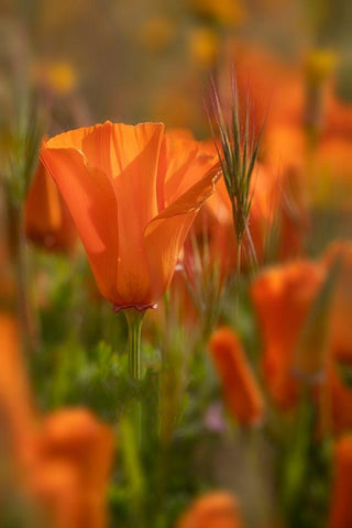 California Close-up of California poppy  Black Ornate Wood Framed Art Print with Double Matting by Jaynes Gallery