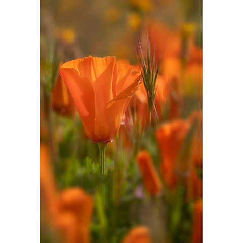 California Close-up of California poppy  Gold Ornate Wood Framed Art Print with Double Matting by Jaynes Gallery