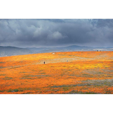 California-Mojave Desert California poppy super bloom  Black Modern Wood Framed Art Print with Double Matting by Jaynes Gallery