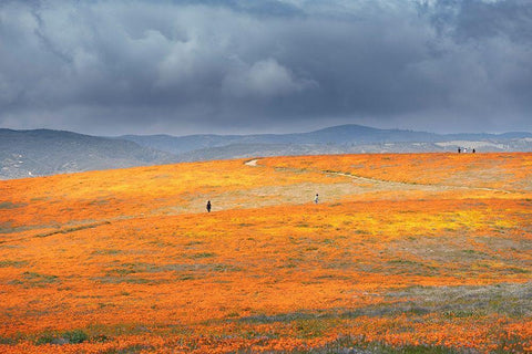California-Mojave Desert California poppy super bloom  Black Ornate Wood Framed Art Print with Double Matting by Jaynes Gallery