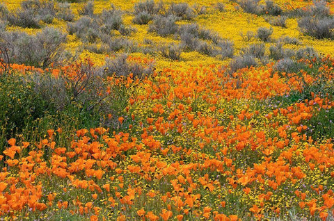 California-Mojave Desert California poppy super bloom  Black Ornate Wood Framed Art Print with Double Matting by Jaynes Gallery