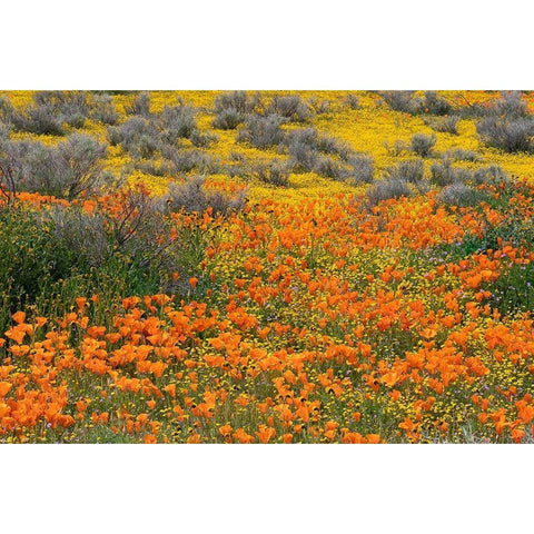 California-Mojave Desert California poppy super bloom  Black Modern Wood Framed Art Print by Jaynes Gallery