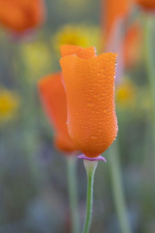 California Close-up of California poppy  White Modern Wood Framed Art Print with Double Matting by Jaynes Gallery