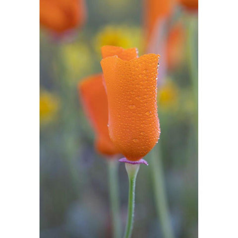California Close-up of California poppy  Black Modern Wood Framed Art Print by Jaynes Gallery