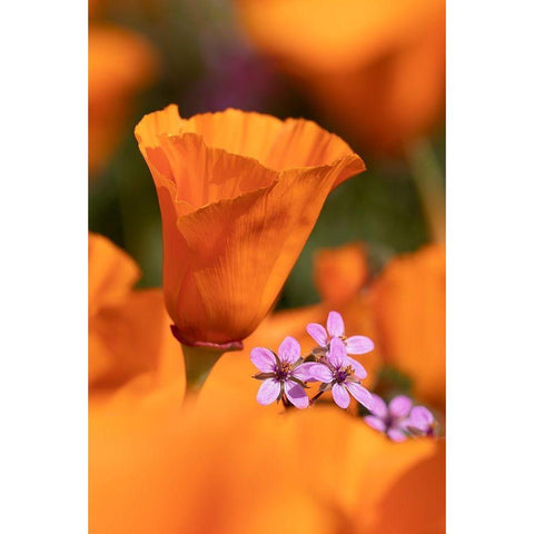 California Close-up of California poppy  White Modern Wood Framed Art Print by Jaynes Gallery