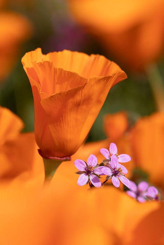 California Close-up of California poppy  Black Ornate Wood Framed Art Print with Double Matting by Jaynes Gallery