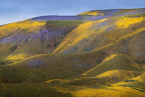 California-Carrizo Plain National Monument Patches of lacy phacelia and yellow hillside daisy Black Ornate Wood Framed Art Print with Double Matting by Jaynes Gallery