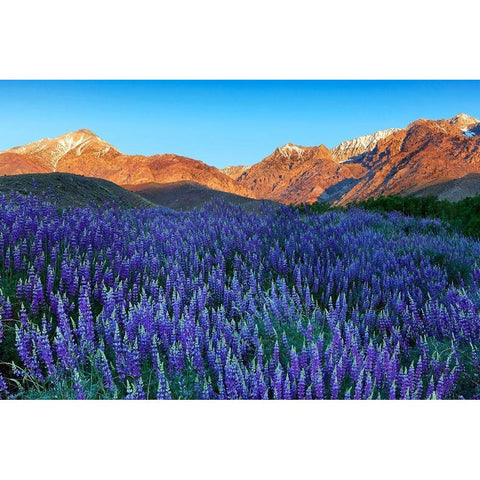 California-Sierra Nevada Range Blooming Inyo bush lupine in valley White Modern Wood Framed Art Print by Jaynes Gallery