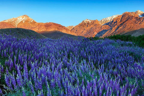 California-Sierra Nevada Range Blooming Inyo bush lupine in valley White Modern Wood Framed Art Print with Double Matting by Jaynes Gallery