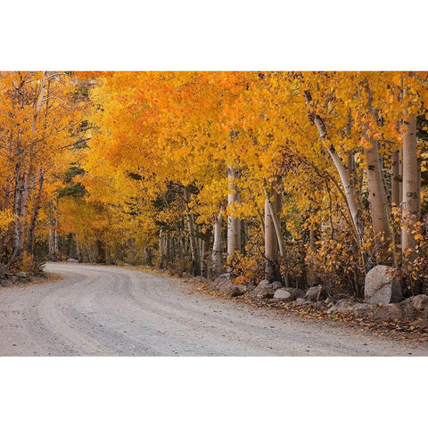 California-Sierra Nevada Range Mountain road in forest Gold Ornate Wood Framed Art Print with Double Matting by Jaynes Gallery