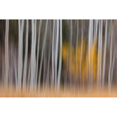 California-Sierra Nevada Range Abstract of aspen trees White Modern Wood Framed Art Print by Jaynes Gallery