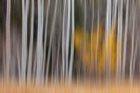 California-Sierra Nevada Range Abstract of aspen trees White Modern Wood Framed Art Print with Double Matting by Jaynes Gallery