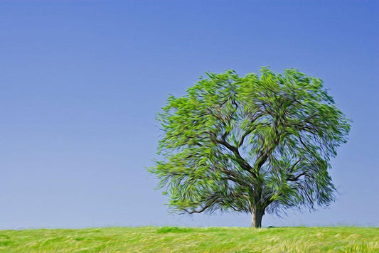 Image Only