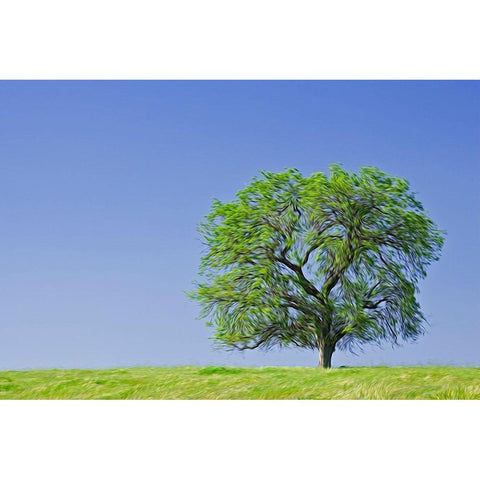 California Abstract of lone blue oak tree Black Modern Wood Framed Art Print by Jaynes Gallery