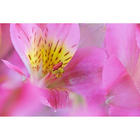California Detail of Alstroemeria flower White Modern Wood Framed Art Print by Jaynes Gallery