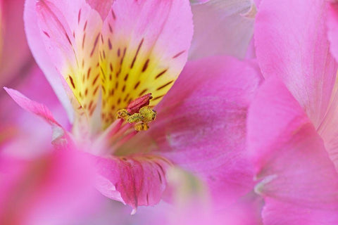 California Detail of Alstroemeria flower Black Ornate Wood Framed Art Print with Double Matting by Jaynes Gallery