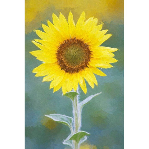 California Abstract of sunflower Black Modern Wood Framed Art Print by Jaynes Gallery