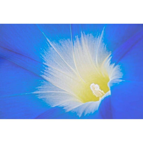 California Detail of morning glory flower Black Modern Wood Framed Art Print with Double Matting by Jaynes Gallery