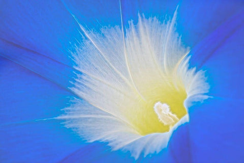 California Detail of morning glory flower White Modern Wood Framed Art Print with Double Matting by Jaynes Gallery