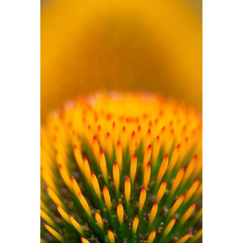 California Detail of purple coneflower stigmas Black Modern Wood Framed Art Print by Jaynes Gallery